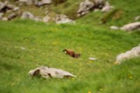 2015-06-24_03Murmeltiere (135).JPG